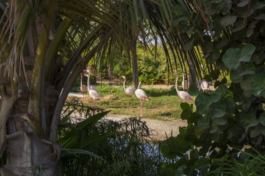 Dubai Safari Park