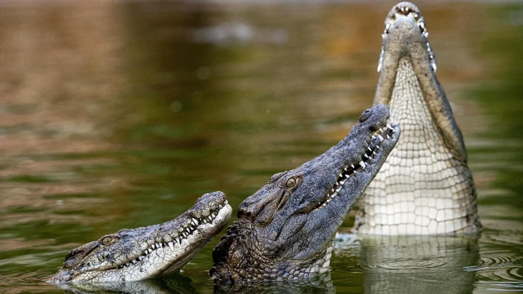 Dubai Crocodile Park